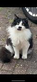 Gizmo is a black and white male cat who has been neutered and microchipped. Gizm