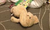 My daughter left her cuddly bunny on a train heading to Bristol Temple Meads. We