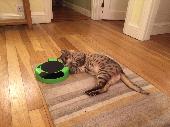 Male Bengal cat stolen from Stoke bishop. Snow mink colouring, tail has cropped 