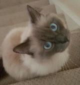 Marley is a male ragdoll missing from ladywell Livingston he is neutered and mic