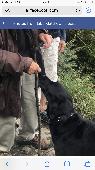 Black female Labrador who bolted after a car accident on the A34 near Newbury To