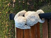 Beige/ white large jellycat bunny found on bench in park near river