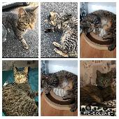 She is a female tabby who is very friendly but but can be timid. She loses her c