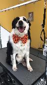 Black & white border collie running scared after several local clay shoots, trai