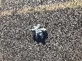 Little blue elephant in the parking lot near the Whataburger in Amarillo - I lef