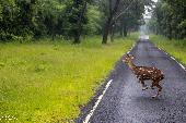 I am wildlife photographer from india , I lost my canon 1500 d camera near CRYST