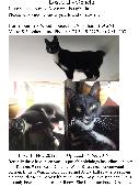 5 year old, smallish black & white shorthair, white on paws, chest & a bit on no