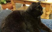 My Mum has lost her cat from the Truro area. He's not chipped but is neutered. W