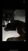 Missing male cat, he’s very friendly and deeply loved and missed if you’s have a