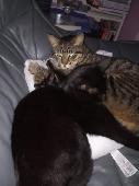 He is a tabby cat with a circle bit of skin on his lip and a black bent bit on h
