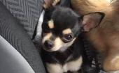 Please help find our baby Bea ?? Her family is totally devastated, her sister is