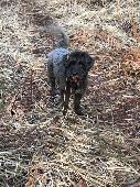 A Mini schnauzer with a blue collar. Unfortunately her name tag with our number