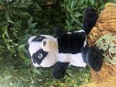 This Badger has been found outside our house - is he yours? He's outside at pres