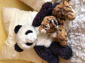 The cuddly tiger on the picture was safely tucked into a green cabin bag, who wa