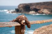 Our son lost his beloved teddy bear during walk in Dubai marina . We think it c