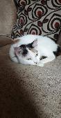 Pixie has a black spot on her nose. Mainly all white with ginger and black. Her