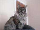 Our cat went missing from 132 Chickerell road Sunday evening. He is an indoors c