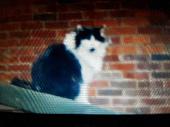 long hair black and white male cat name Tibbles nervous but friendly missed grea