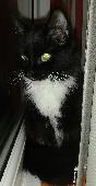 Her name is Ruda. She’s black with white tie and socks and yellow eyes. She’s 1.