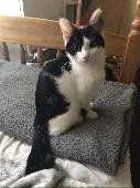 Her name is Oreo she is only 6 to 8 months old the escaped out from house and ha
