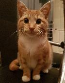 We let him out as usual but this time he did not return which is unusual because