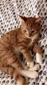 Mostly an indoor cat. Was outside at 7 in the morning followed a territorial loo