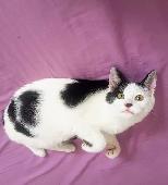 Peace has been missing for 4 days now. She is white Cat with black patches and h