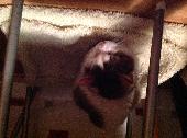Male cat. Half white and half tabby patches. Very friendly cat. Hope to contact 