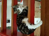 Gus is a 6 year old neutered male tabby cat, white chest with distinctive large 