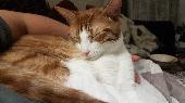 Male ginger and white, about a year old. Approachable. He snuck out an open wind