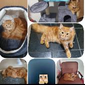 Missing our ginger cat 