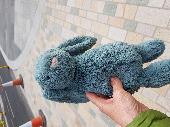 Found this lovely wee bunny. He's missing his family but being well looked after