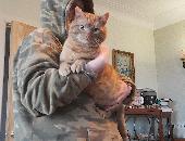 A friendly, orange cat, short fur, no white on him though paler on the tail, who