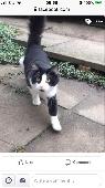 Ranger was lost close to Albany Road, please help reunite him with his human fam