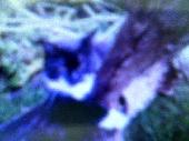 Cat is black with a white chest and four white paws. She lives along the B4391 r