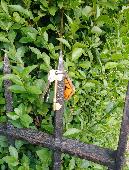 Set of keys with orange kangaroo key ring. It's hanging on the iron gate to the