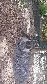 This cat has been hanging arround the neighbourhood & my house for awhile he is 