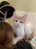 We’ve lost a small white and ginger kitten called Joey. He has a ginger tabby pa