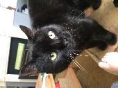 Endombee or Enders Is a black female cat House cat 13 years old 