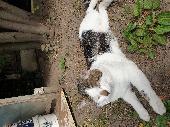 Our cat missing at 22 of May. He is friendly and very quiet meow. Usually at 2 a