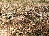 Found a pair of glasses with black metal frames in the King's Stairs Gardens. Co