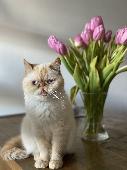 £1000 REWARD IF FOUND. 3 year old cream exotic shorthair named Chiyo. She has a 