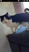 Our beautiful cat Lily went missing a week ago now and it is rare of her to go m
