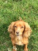 Female golden spaniel, missing, presumed stolen.