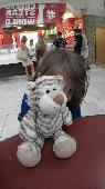 My son lost his tiger when we were leaving the hotel, either in the room or drop