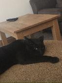 My lovley cat Rodney has gone missing since February he’s always been a little b