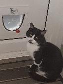 Short hair male cat, black with some white, loud meow