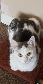 She slipped out of a window at in Watlington, at around 1am, she is small, white