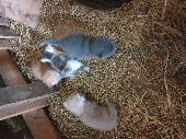 Chocolate tortoishell cat and 5 kittens gone missing from my barn ,any relevant
