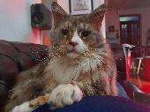 Loki is a 7 year old neutered chipped pedigree Maine Coon cat who was trapped on